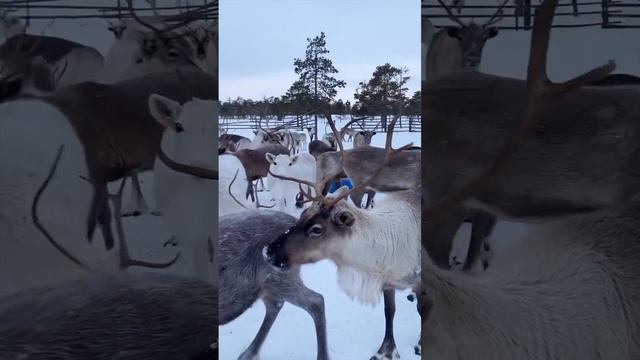 Северная бытовуха