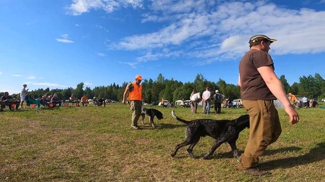 XIII Всероссийская выставка охотничьих собак 11-13 июля 2022г. смотреть онлайн