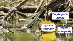 Из жизни змей: уж убрал палку со своей дороги, напугал лягушку. Нашёл рыбу, второй уж тоже