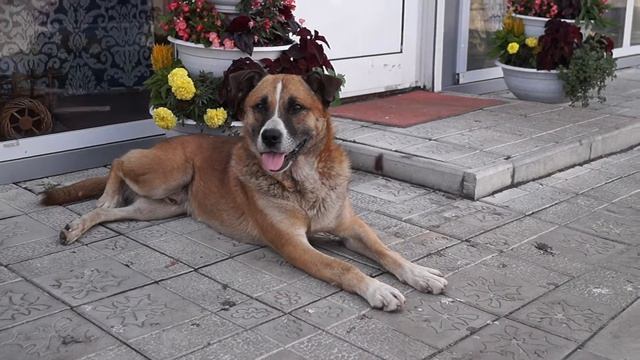 Пёс сидит и отдыхает смотреть онлайн