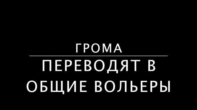 Гром смотреть онлайн