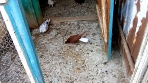 Николаевские голуби Виктора 2021 г.