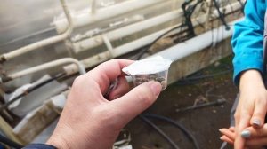 Установка домика с осмиями в теплице с малиной.