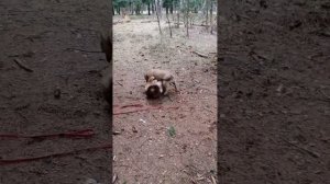 Аусси Кася против Американского булли! Запрещенные собачьи бои. Пушистик против собаки-стоматолога