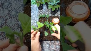 Черенкование махровой петунии 🌺 5 марта  #черенкованиемахровойпетунии