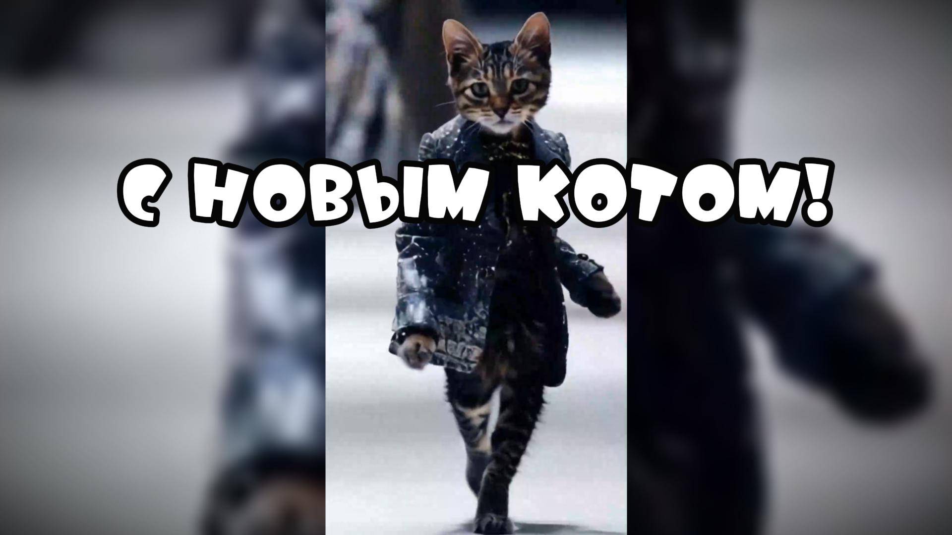 С Новым Котом! #смешныекоты