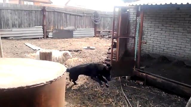 Баран с собакой дружат! смотреть онлайн