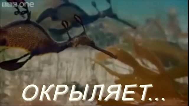 Любовь окрыляет