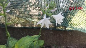 ☘️хоста Ambrosia#petrnovar #запорожье #hostas #хосты #репортаж