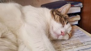 Котозависимость