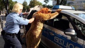 Что делать, если к вам на улице подбежал Териантроп?