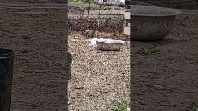 кролики на свободе смотреть онлайн