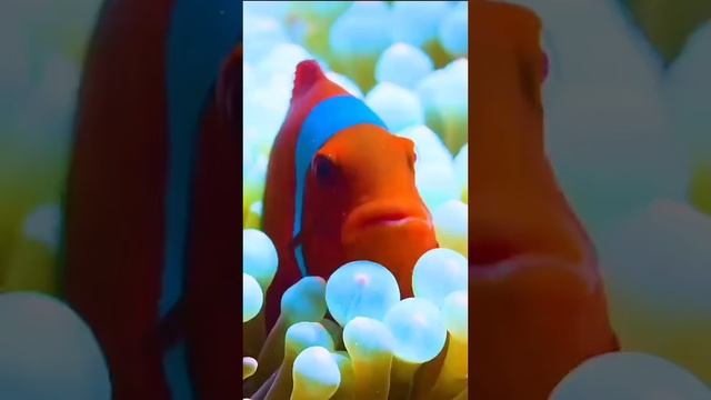 Анекдот #юмор #анекдот #смешной #позитив #настроение #шутка #море