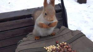 Две голодные белки и макарошки