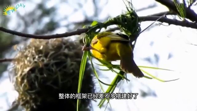 看织布鸟是如何在一天的时间将自己的巢穴搭建好 #动物  #纪录片解说 #织布鸟 #巢穴