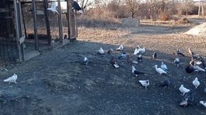 голуби в Енакиево