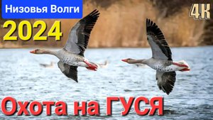 4К ОХОТА на ГУСЯ на низовьях ВОЛГИ-2024 ...с дроном "DJI" !! Астрахань-Каспий !!!