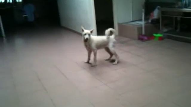 Happy Sabo- 8/24 Recovery.MOV смотреть онлайн