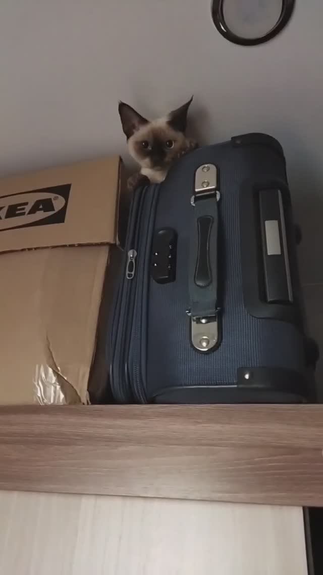 НАША КОШКА ЛЮБИТ НАХОДИТЬСЯ В НОВЫХ ДЛЯ СЕБЯ МЕСТАХ НЕ ВСЕГДА БЕЗОПАСНЫХ #кошка