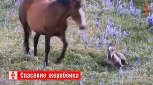 КОБЫЛА В ЯРОСТИ / Один удар и жеребца уже не спасти!