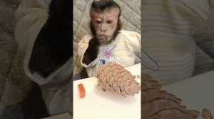 Орешки в ход пошли #pets #monkey #животные #animals #zoo #babyanimals #обезьяна #обучение #macaque