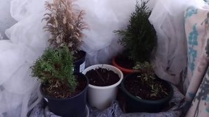 18.03.2023 Открываем укрытие на балконе.