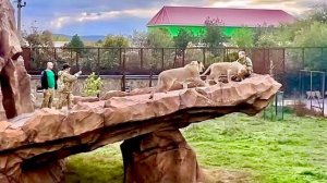 Молодые львы Симба и Рыжик ПОВАЛИЛИ Олега Зубкова на скалу и стали выяснять кто его больше любит?