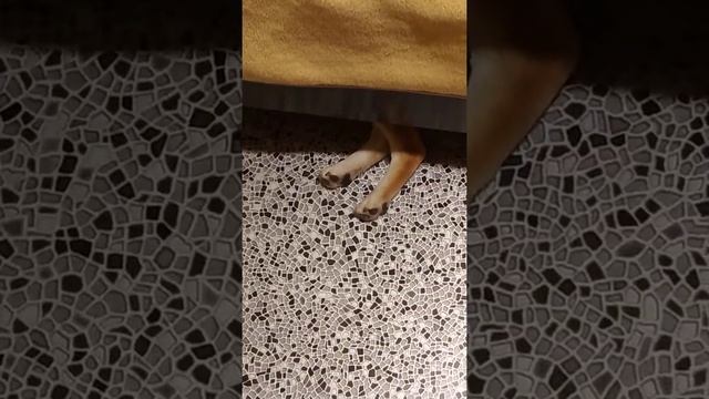 там чьи то ноги сиба смотреть онлайн