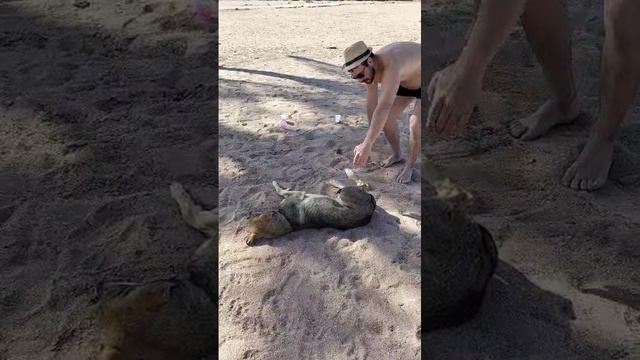 Местная сабака на пляже смотреть онлайн