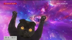 кот Бублик в новогоднюю ночь м24