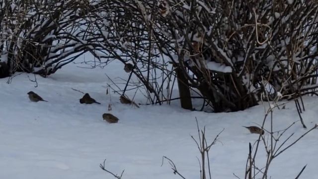 Прекрасно щебетанье птичек. Стихи читает автор.