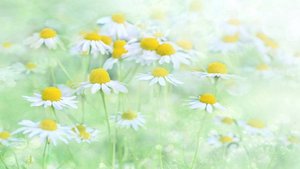 "ЗАТЕРЯЛОСЬ В РОМАШКОВОМ ПОЛЕ БОСОНОГОЕ СЧАСТЬЕ МОЁ "- ПОЭТ НИНА ИГНАТОВА