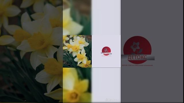 Нарцисс или нарцисска обязательно испортит вам праздник!