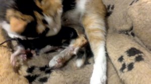 Моя кошка родила котёнка