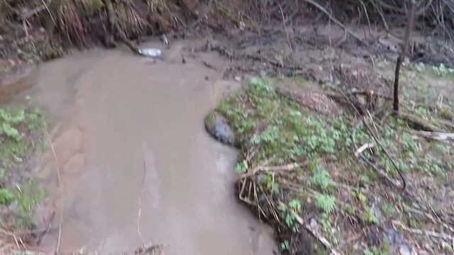 Безымянный ручей в сосновом бору - Кемерово