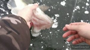 зимний судак на жерлицы, половили щуку и судака