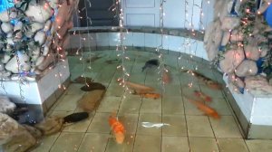 Много красивых рыбок🐠🐟🐠 #видео #рыбалка #животных #природа