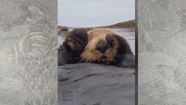 Смешные животные ч2