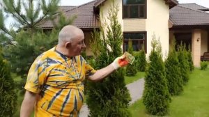 Чтобы туи не болели. Кислый торф,хвойный грунт,эпин и оксихом !