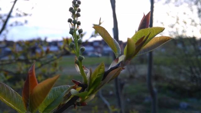 Изумрудный город I Весна 2016 смотреть онлайн