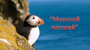 Интересный факт: "Морской попугай"