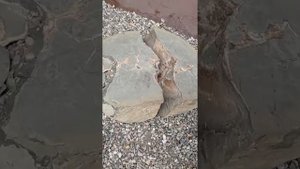 Аммони́ты (головоногие).
