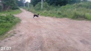 Кошки пробуют готовую кашу из светофора🚦 Вычесываю собак😄. Берта довела😠,опять сбежала! 😤 Белый кон