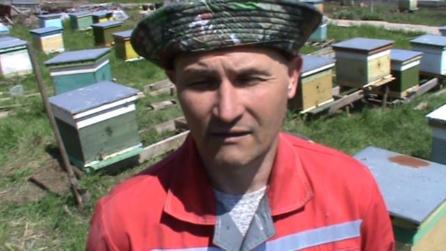 первый облет молодой пчелы