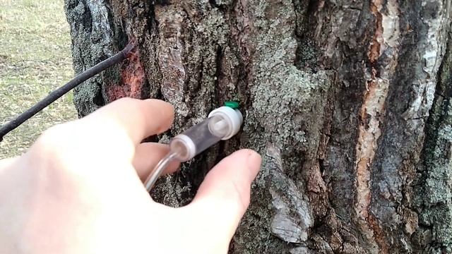 Как собирать березовый сок? Сезон 2020. смотреть онлайн