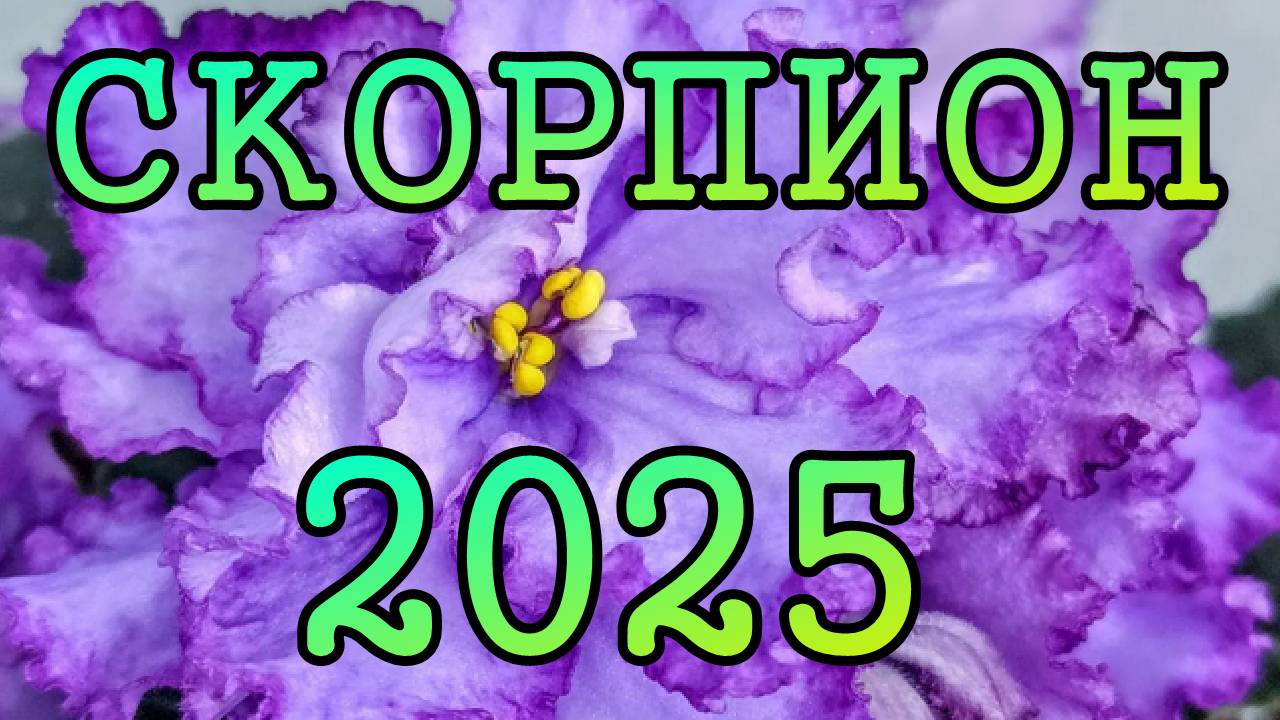 СКОРПИОН таро прогноз на 2025 год по месяцам.