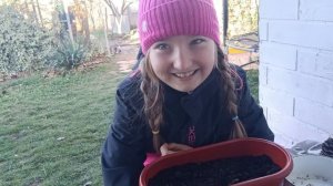 Сажаем ели из семечек.