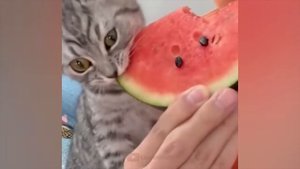 #120 Самые смешные животные. Приколы с котами и собаками