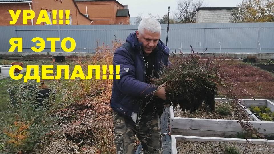Пересадка клюквы МакФарлин смотреть онлайн