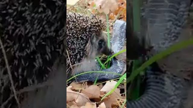 Еж и уж. смотреть онлайн